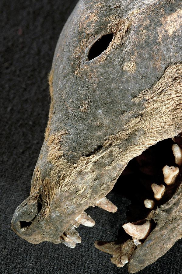 mummified t rex