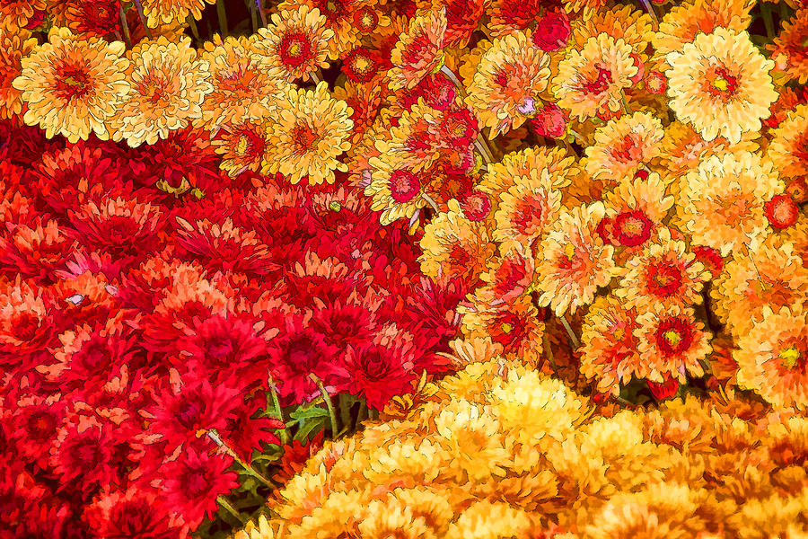 Mums at the Farmers Market in Autumn Photograph by Peggy Collins