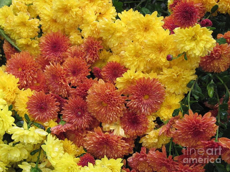 Mums Photograph by Donna Cavender