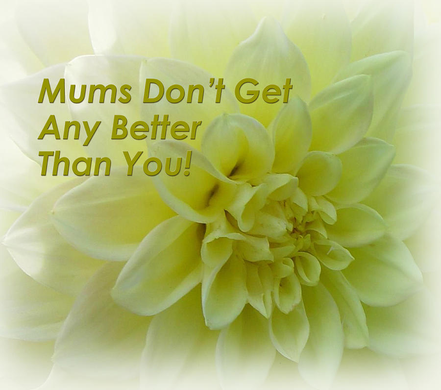 Flower Photograph - Mums Dont Get Any Better Than You by Faye Giblin