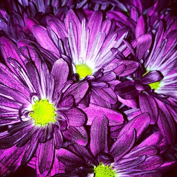 Flower Photograph - Mums. #flowers #purple #mums by J Amadei