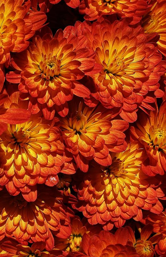 Mums Galore Photograph by Bruce Bley