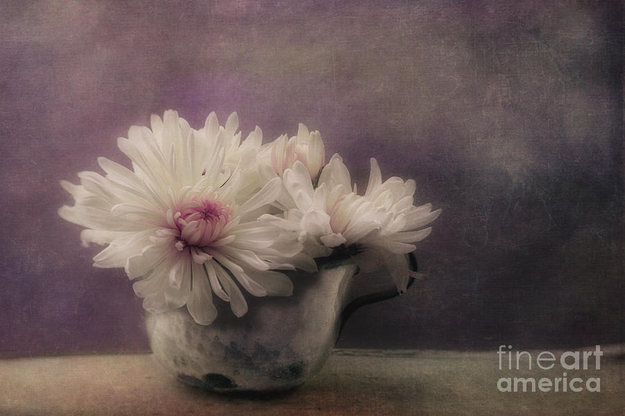 Daisy Photograph - Mums In A Cup by Priska Wettstein