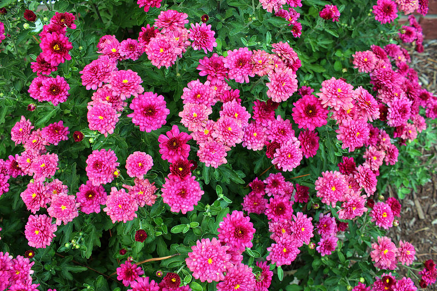 Mums In Bloom Photograph