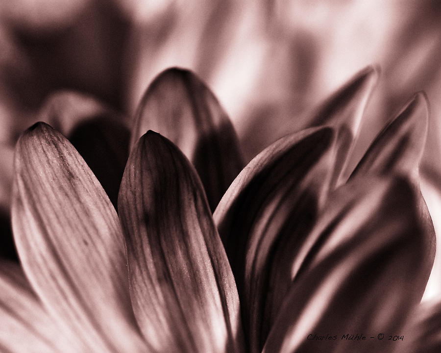 Mums In Sepia Photograph