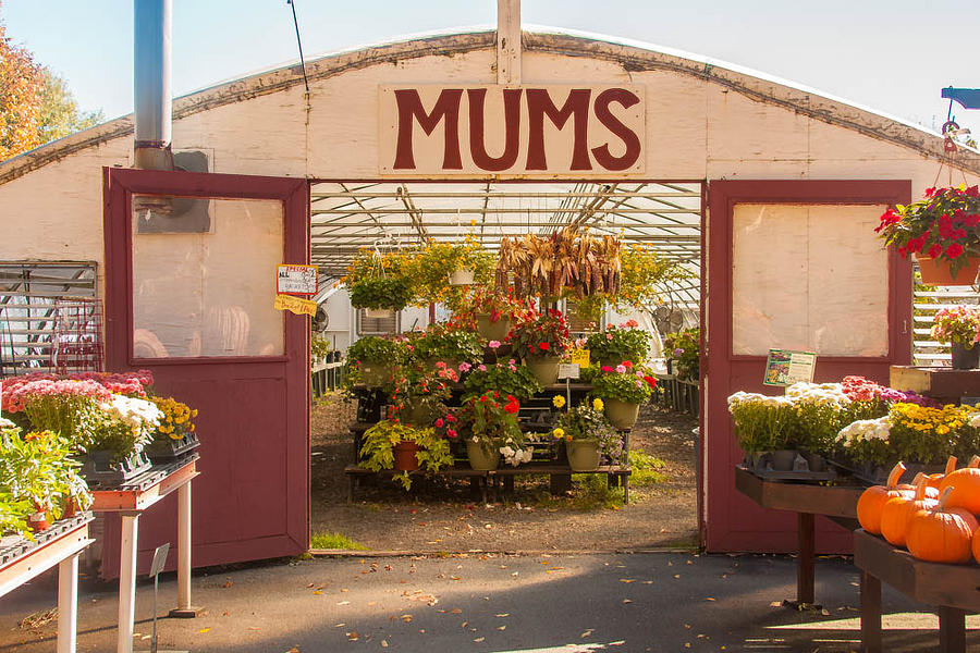 Mums Photograph by Kathleen McGinley