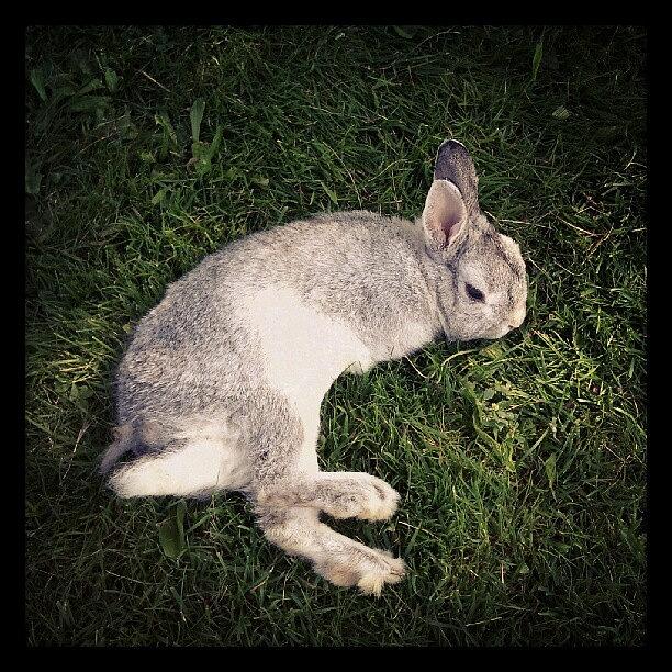 Rabbit Photograph - Mumu Is Relaxing On The Grass On A by Shirly Sham