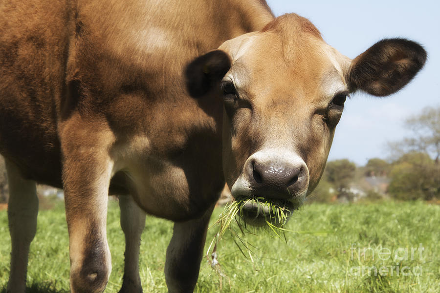 Cow Photograph - Munchin Grass  by Rob Hawkins
