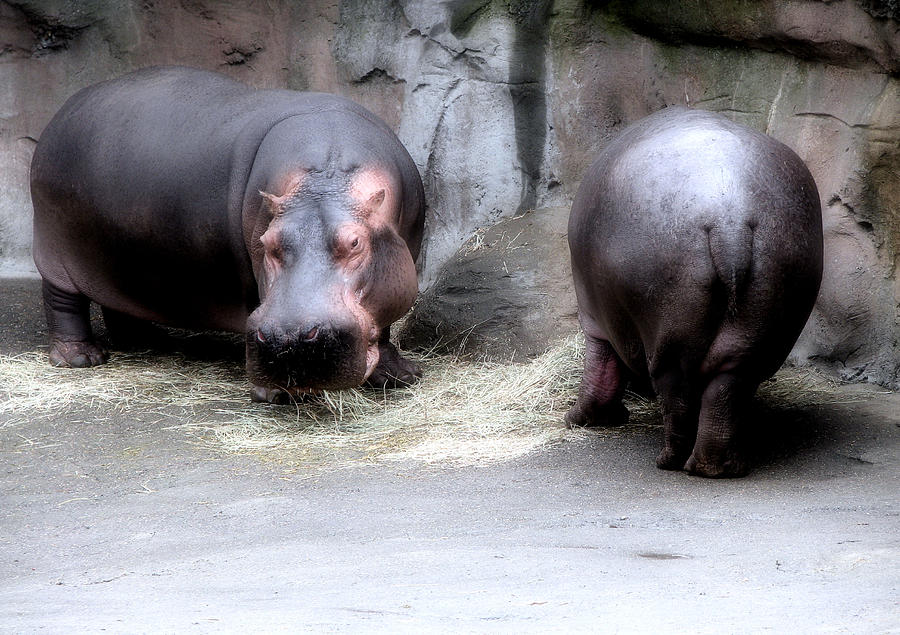 Munching Hippos Photograph by Lora Fisher