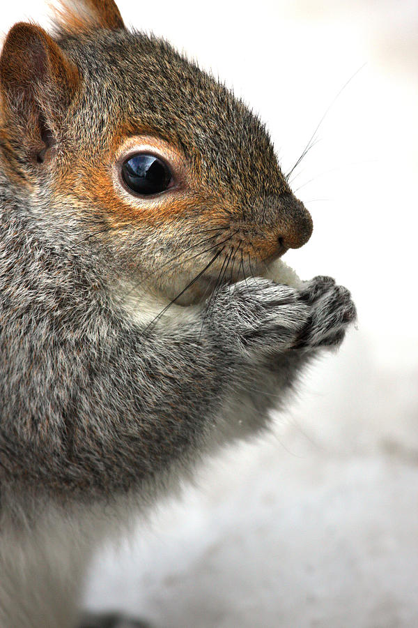 Squirrel Photograph - Munching by Karol Livote