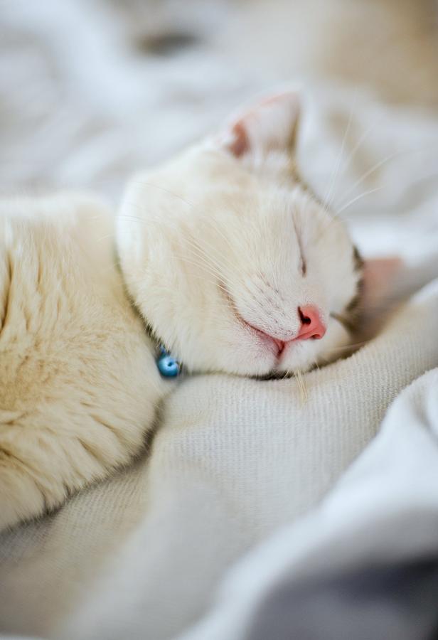 Munchkin Kitten Sleeping Photograph by Nazra Zahri