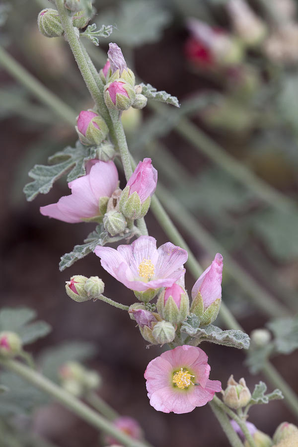 Munros Globemallow Photograph by Hal Horwitz Fine Art America