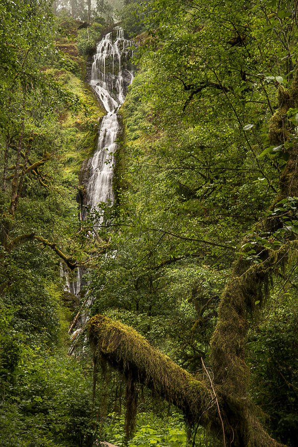 Munson Creek Falls Photograph by Lee Kirchhevel