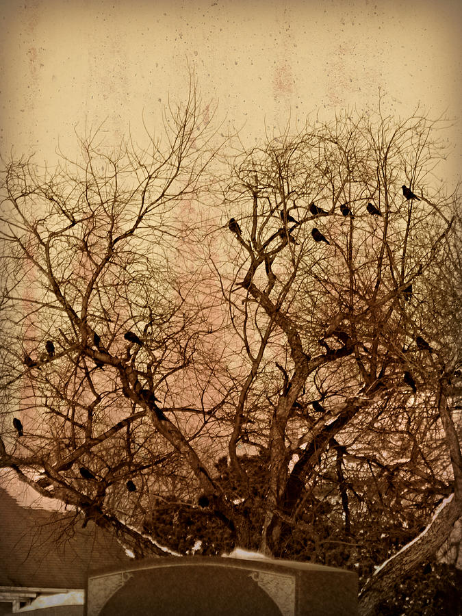Bird Photograph - Murder in the Cemetery by Dark Whimsy