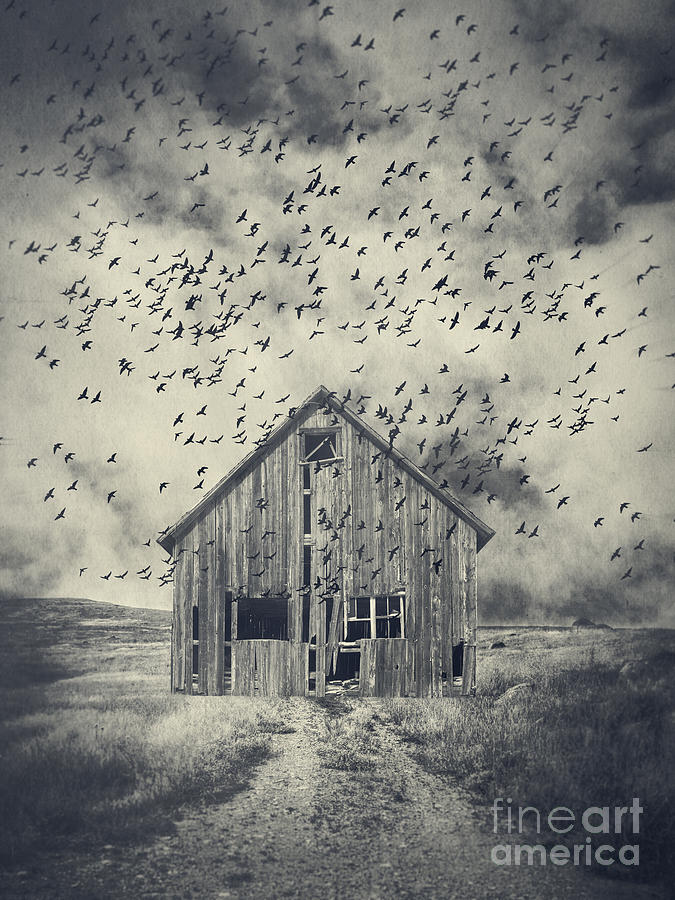 Bird Photograph - Murder of Crows by Edward Fielding