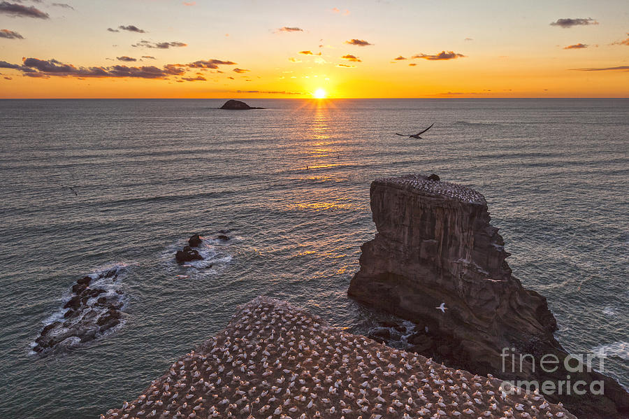 Bird Photograph - Muriwai Gannet Colony at Sunset by Colin and Linda McKie