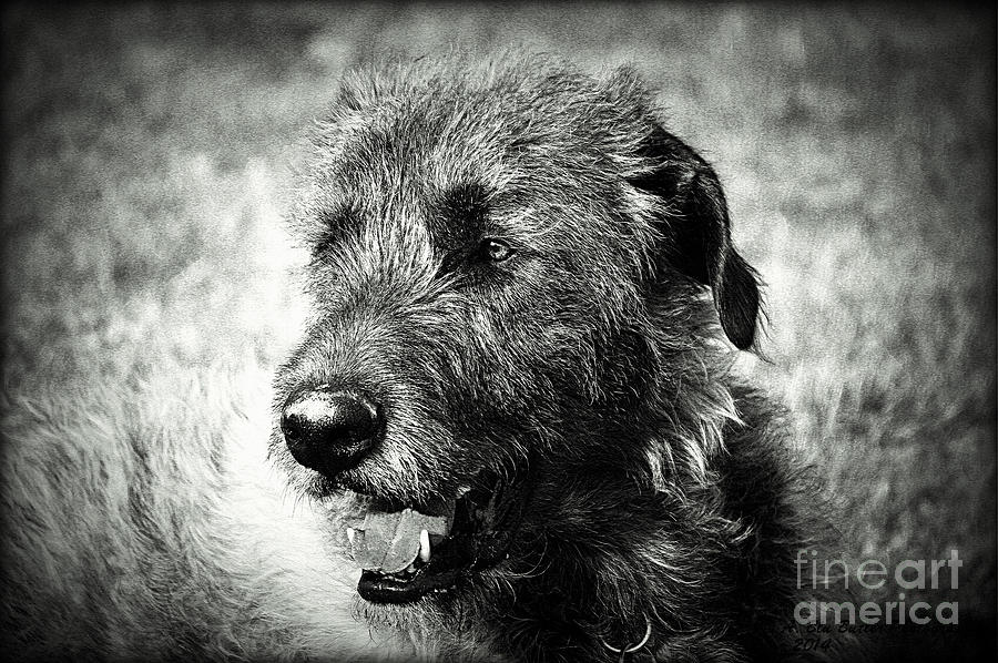 Dog Photograph - Murphy in Black n White by Ann Butler