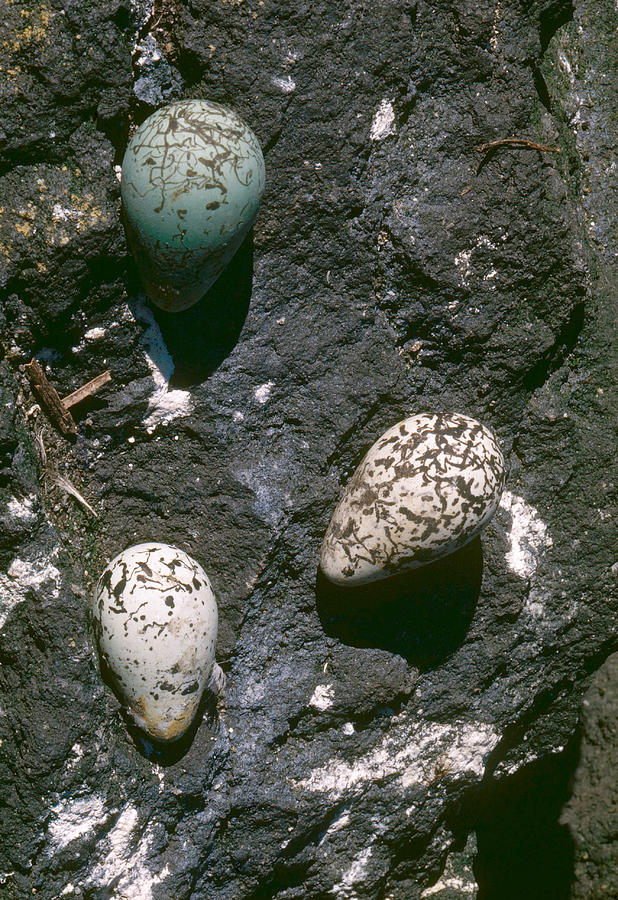 Murre Eggs Photograph by H. C. Kyllingstad