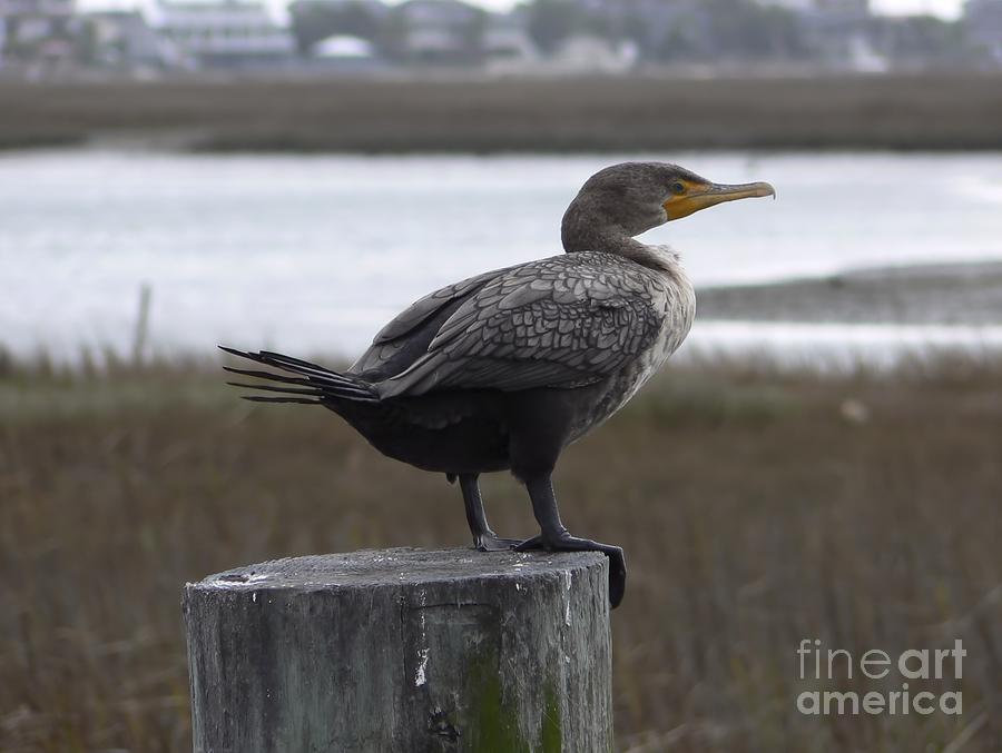 Murrells Inlet Cormorant Photograph by MM Anderson