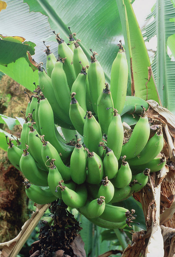 Musa Acuminata Dwarf Cavendish. Photograph by Adrian Thomas/science ...