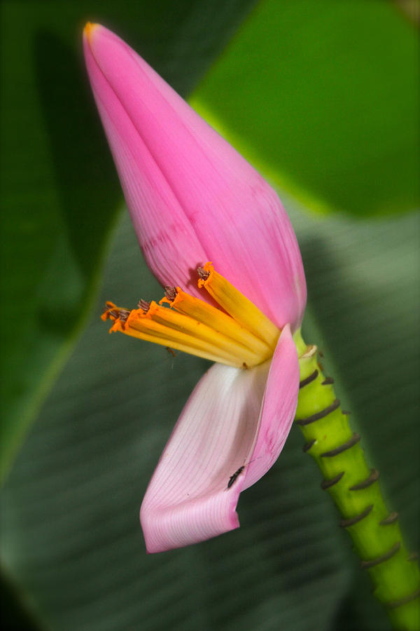 Musa Ornata Flowering Banana Photograph by Venetia Featherstone-Witty