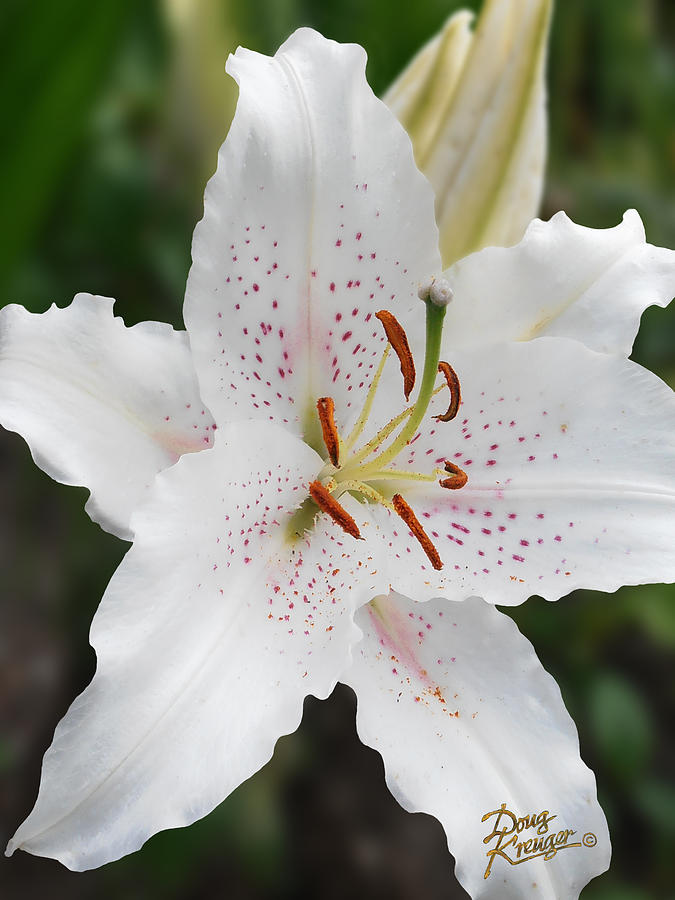 Muscadet Lily Photograph by Doug Kreuger