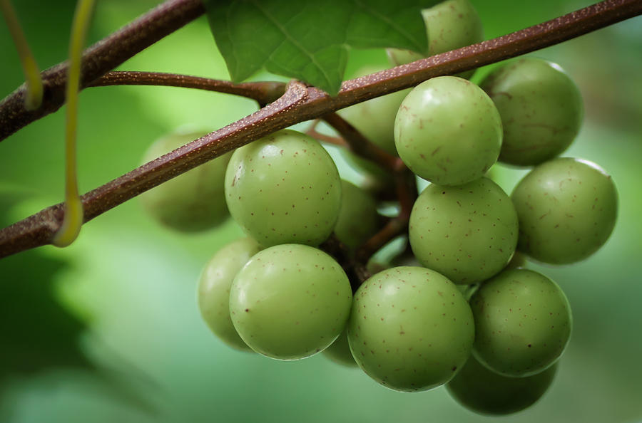 Muscadine Green Photograph by James Barber