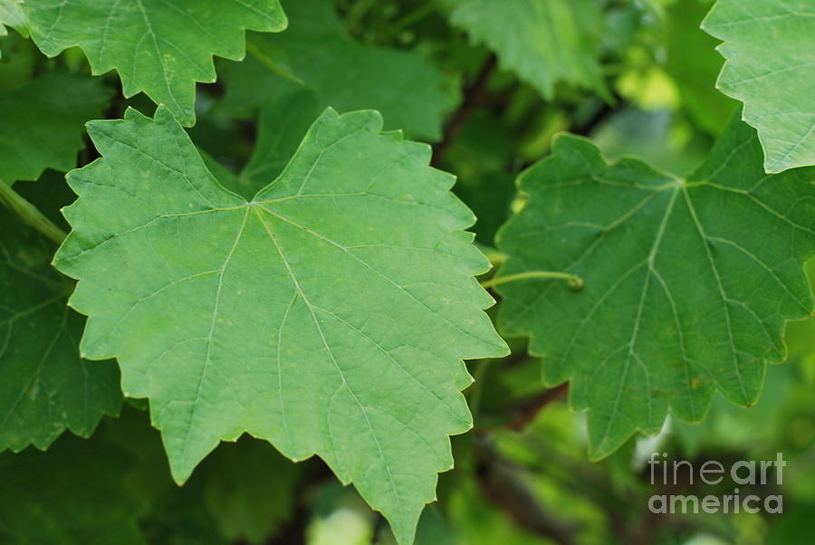 Muscadine Leaves Photograph