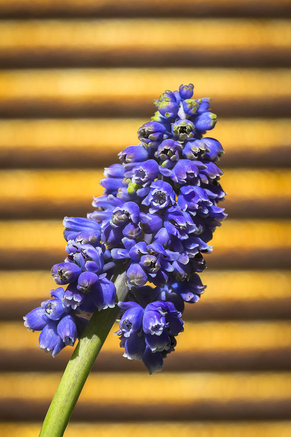 Muscari and Rust Photograph by Caitlyn  Grasso
