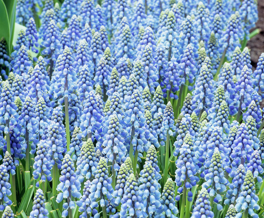 Muscari Armeniacum Flowers Photograph by Andrew Cowin/science Photo Library