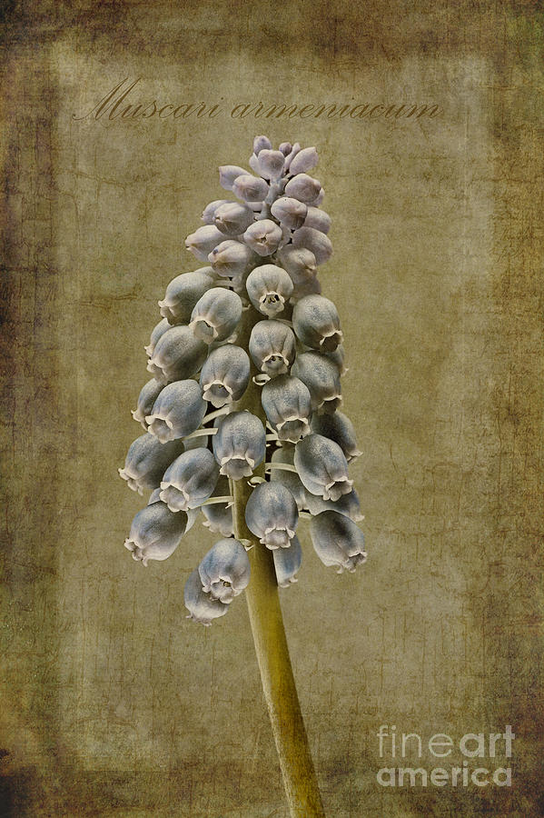 Nature Photograph - Muscari armeniacum with textures by John Edwards