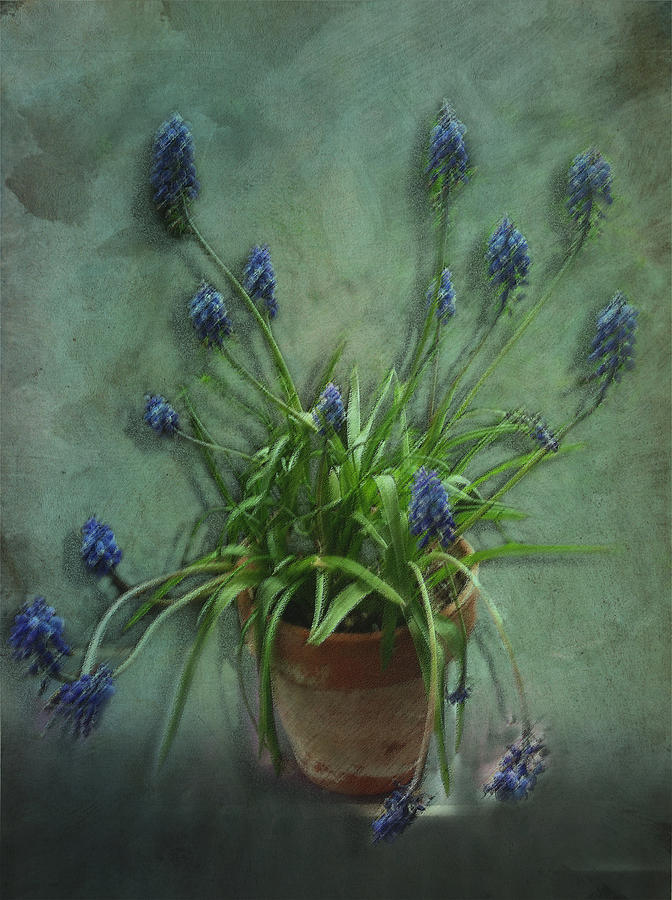 Spring Digital Art - Muscari botryoides by Michael White
