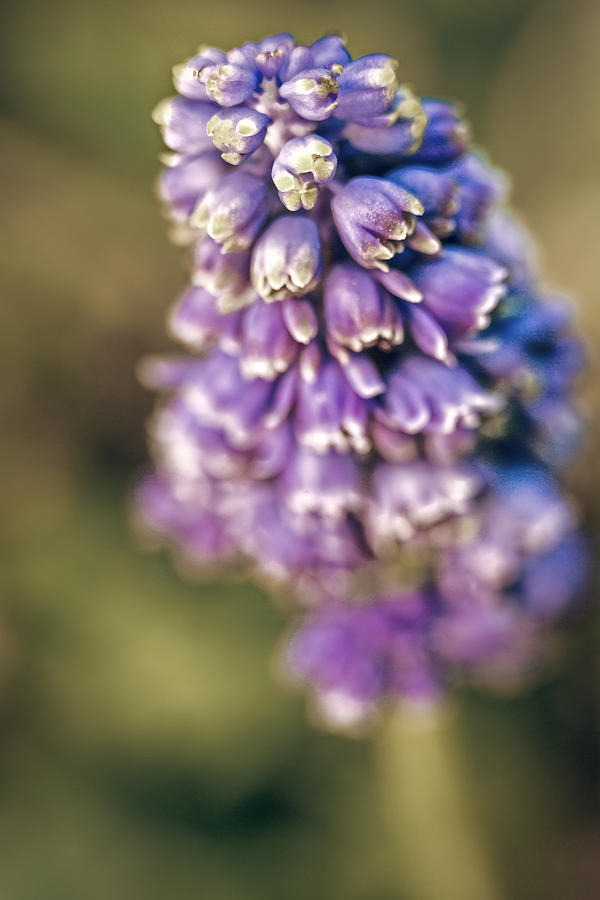 Muscari Photograph by Caitlyn  Grasso