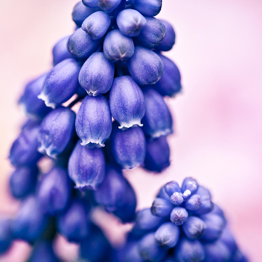 Flower Photograph - Muscari by Dave Bowman