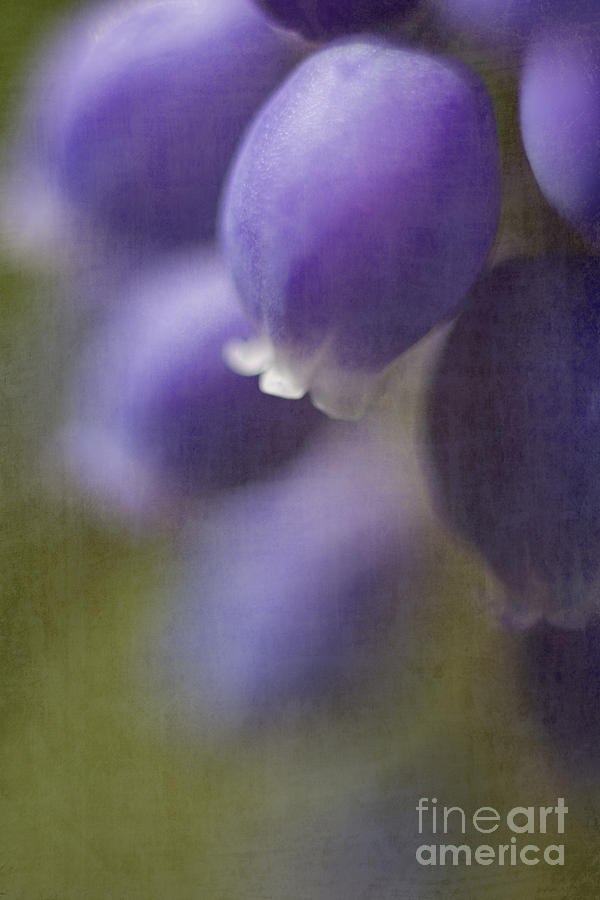 Spring Photograph - Muscari by Elena Nosyreva