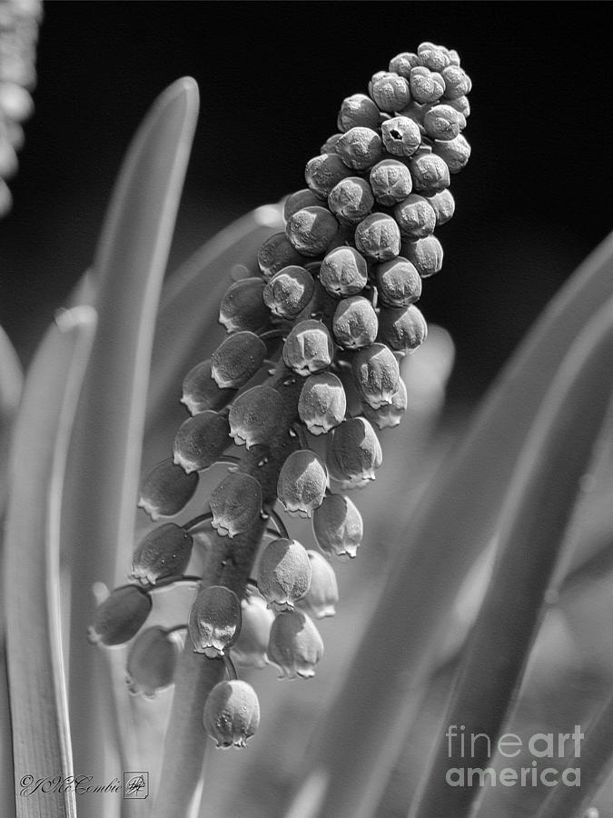 Muscari named Big Smile Photograph by J McCombie