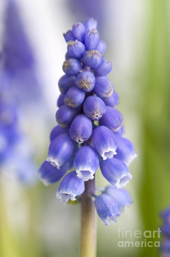 Muscari Or Grape Hyacinth Photograph by Lee Avison