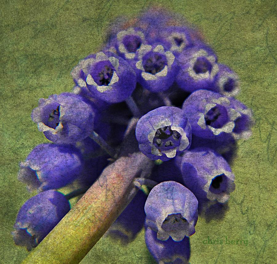 Muscari with Distressed Finish Photograph by Chris Berry