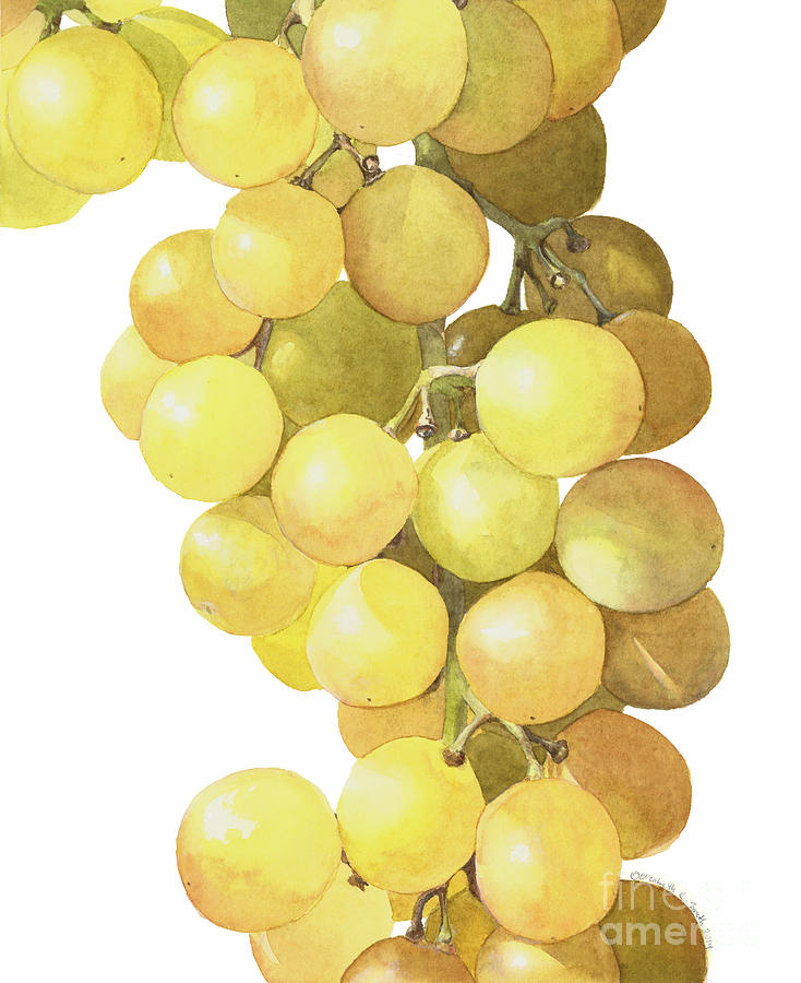 Grape Painting - Muscat Grapes by Elizabeth Smith