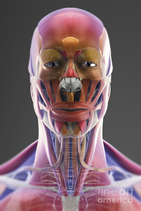 Muscle Of The Head And Neck Photograph by Science Picture Co