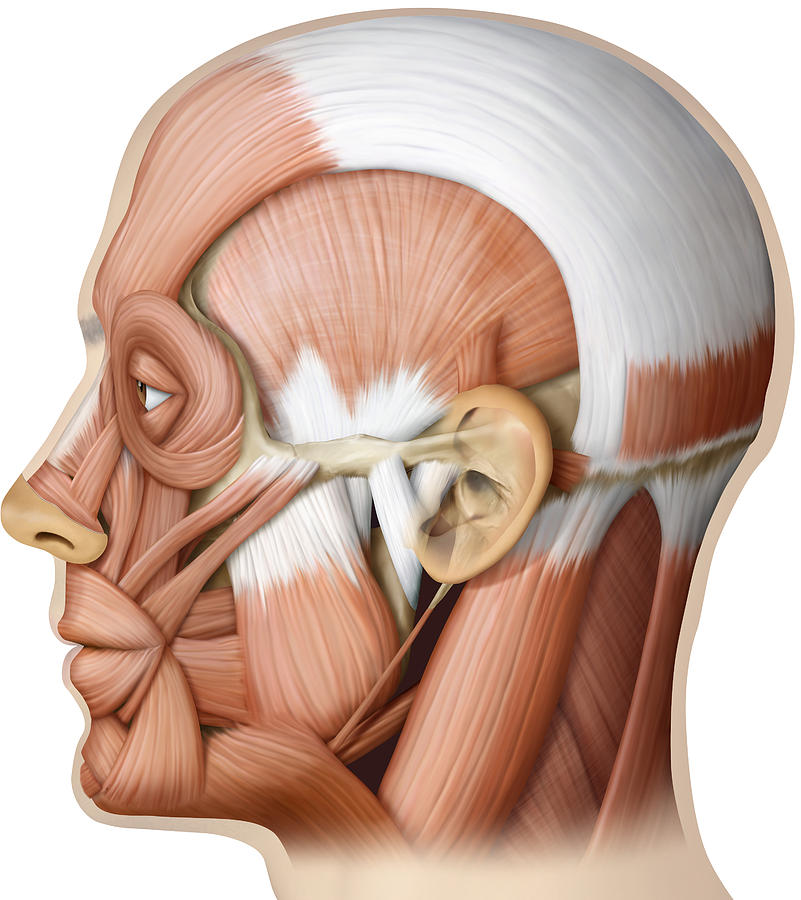 Muscle Of The Head, Lateral View Photograph by QA International