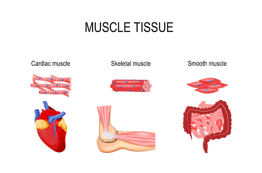 Muscle Tissue Drawing by Ttsz