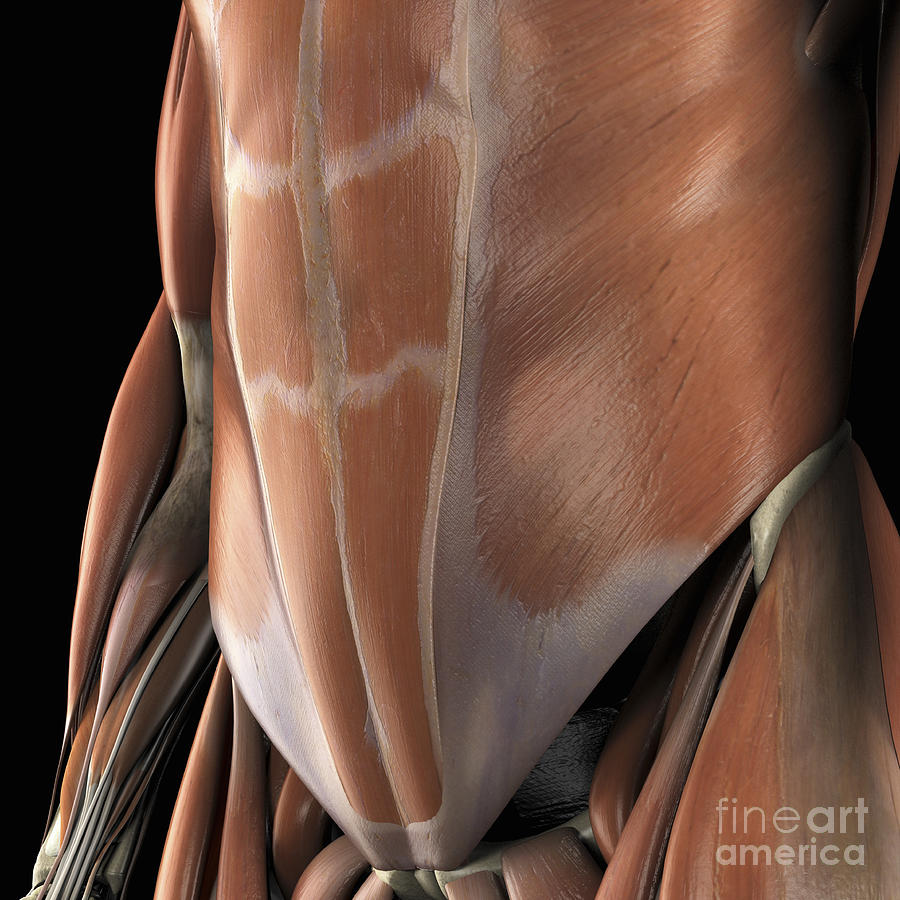 Muscles Of The Abdomen Photograph by Science Picture Co