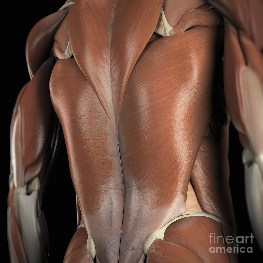 Muscles Of The Back Photograph by Science Picture Co