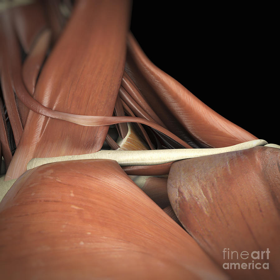 Muscles Of The Clavicular Region Photograph by Science Picture Co