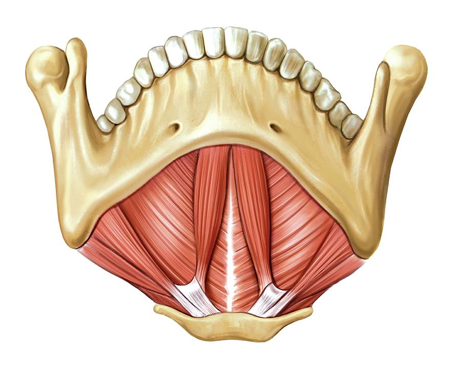 Muscles Of The Floor Of Mouth Photograph By Asklepios Medical Atlas