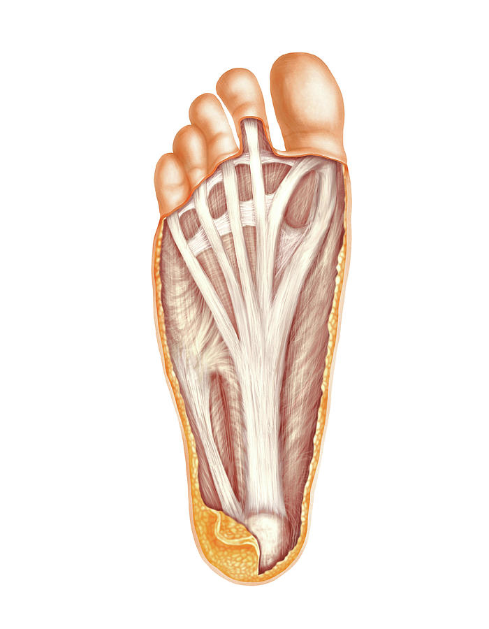Anatomy Photograph - Muscles Of The Foot by Asklepios Medical Atlas