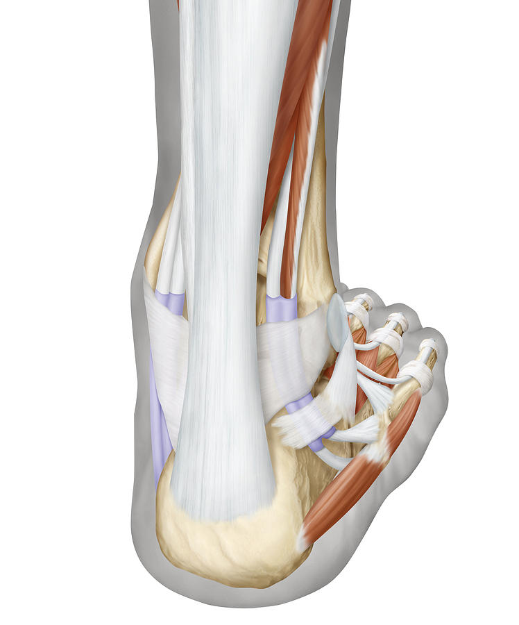 Muscles Of The Foot, Posterior View Photograph by QA International