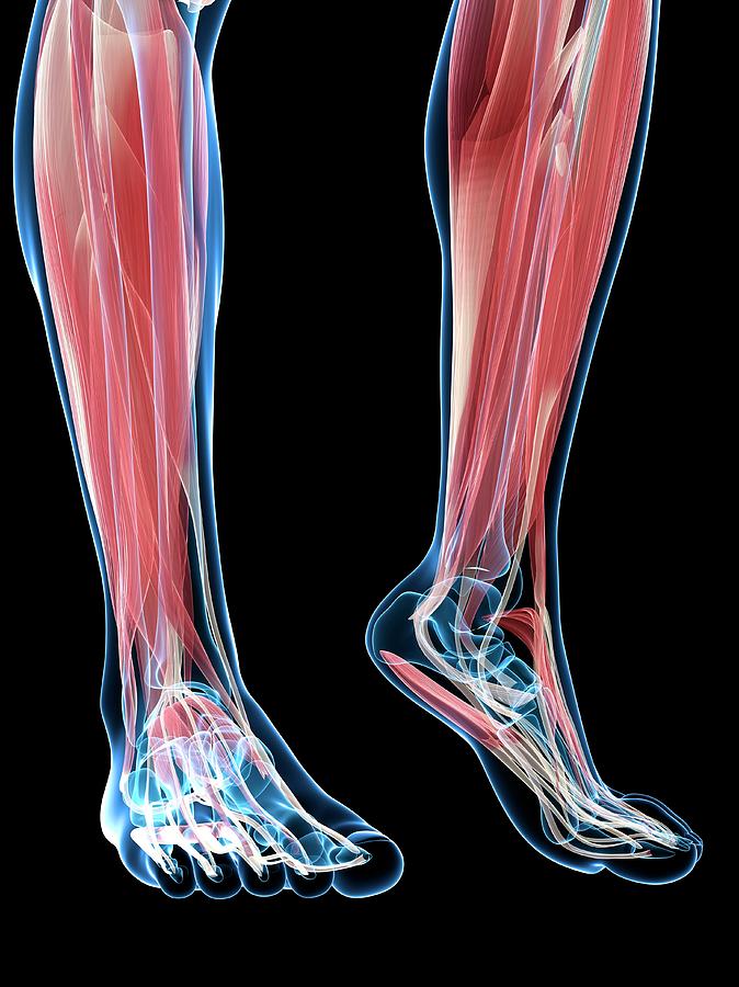 Muscles Of The Foot by Sciepro/science Photo Library