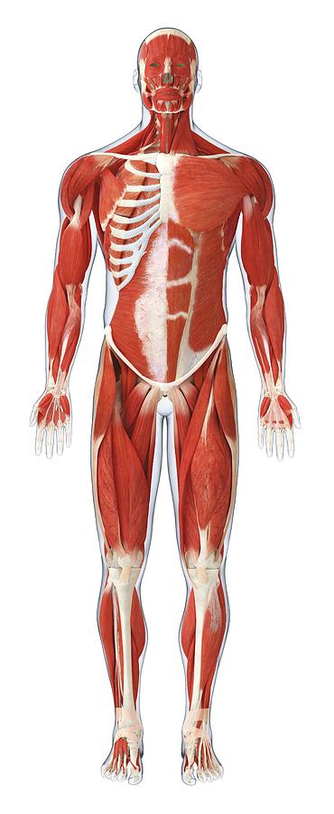 Muscles Of The Human Body Photograph by Dorling Kindersley/uig - Fine ...